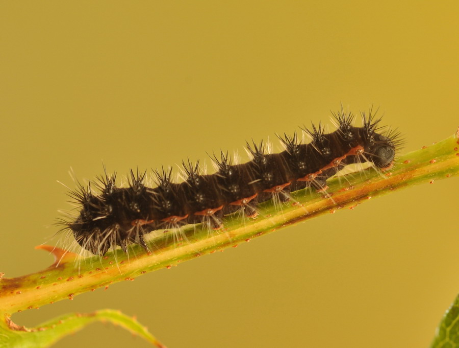 uova e larve di s. pavoniella?